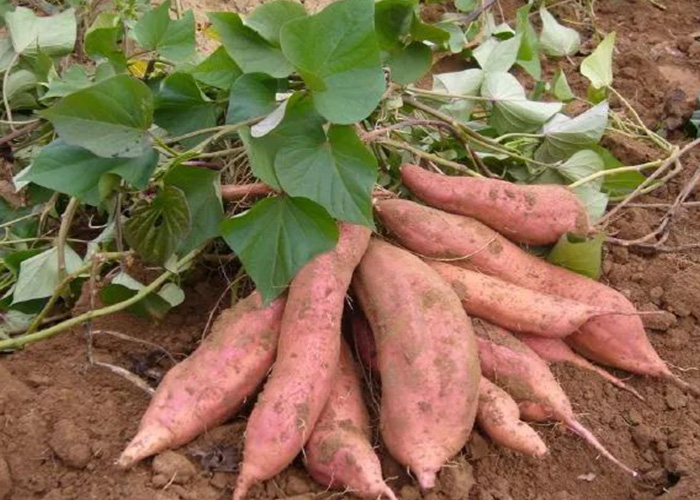 ����.jpg
